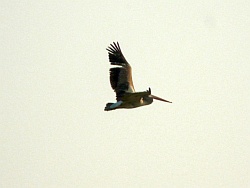 Pelican after release